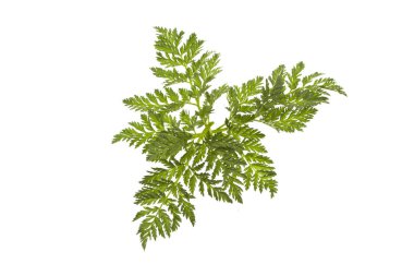 Beyaz arkaplanda yeşil yaprak izole edildi