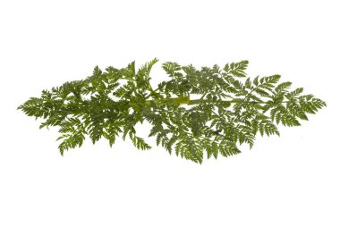 Beyaz arkaplanda yeşil yaprak izole edildi