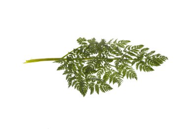 Beyaz arkaplanda yeşil yaprak izole edildi