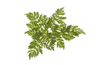 Beyaz arkaplanda yeşil yaprak izole edildi