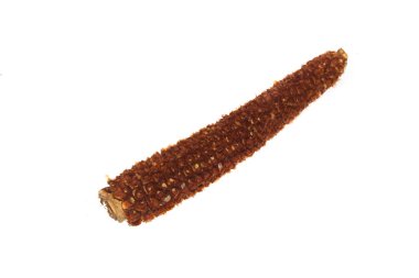 beyaz arkaplanda izole mısır