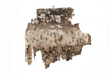 Beyaz arkaplanda ağaç kabuğu izole