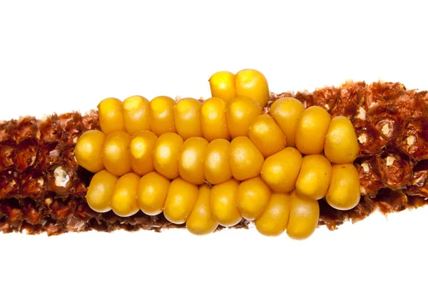 Beyaz arkaplanda izole mısır — Stok fotoğraf