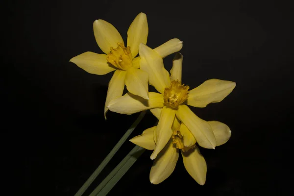 Bloem geïsoleerd op zwarte achtergrond — Stockfoto