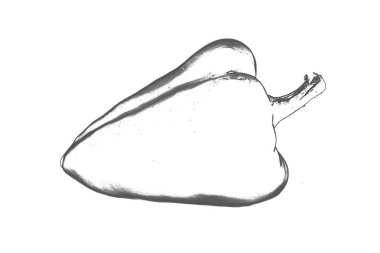 Biber beyaz arkaplanda izole