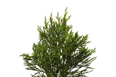 thuya beyaz arka planda izole