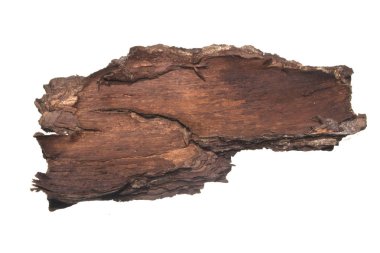 Beyaz arkaplanda ağaç kabuğu izole