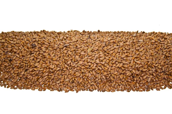 Beyaz arkaplanda buğday izole — Stok fotoğraf