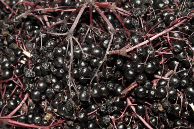 siyah yaşlılar sonbaharda toplandı