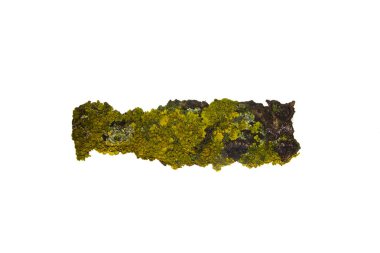 Beyaz arkaplanda ağaç kabuğu izole