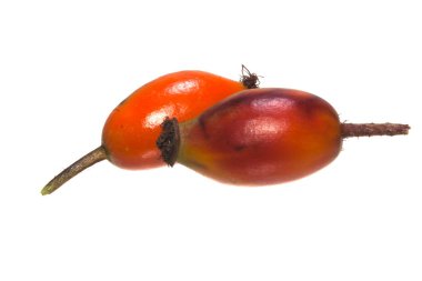 Köpek beyaz arka plan üzerinde izole gül