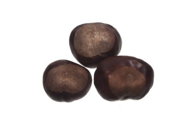 kestane rengi beyaz arkaplanda izole