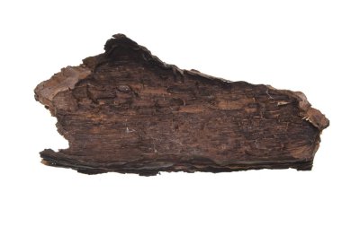 Beyaz arkaplanda ağaç kabuğu izole