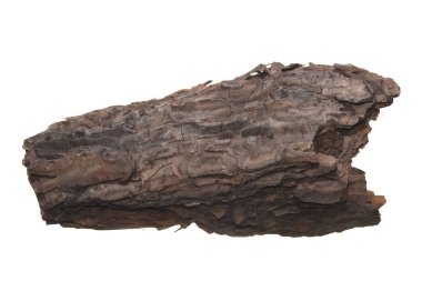 Beyaz arkaplanda ağaç kabuğu izole