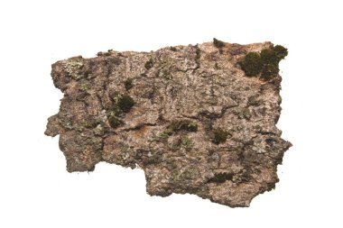 Kabuk beyaz arkaplanda izole edildi