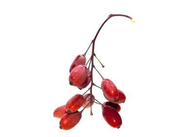 yabani çilek beyaz arka plan üzerinde izole