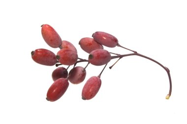 yabani çilek beyaz arka plan üzerinde izole