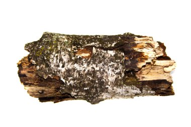 Beyaz arkaplanda ağaç kabuğu izole