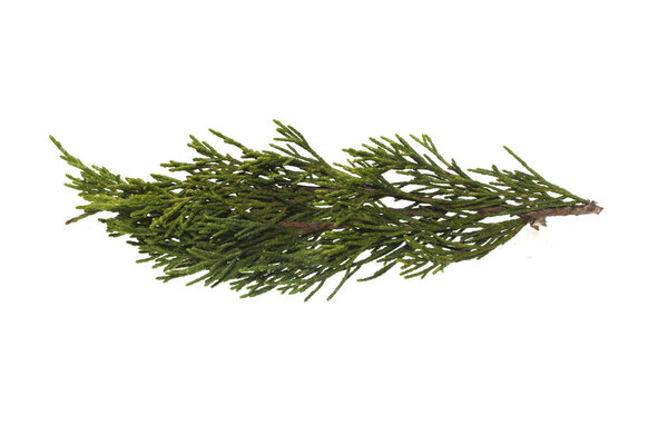 туя изолированы на белом фоне
