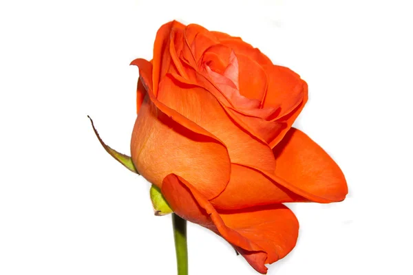 Rose isolated on white background — Stock Photo, Image