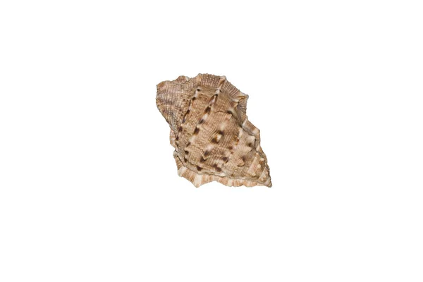 하얀 배경에 고립된 조개 — 스톡 사진