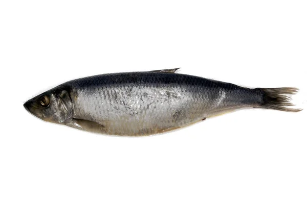 Ryby odizolowane na białym tle — Zdjęcie stockowe