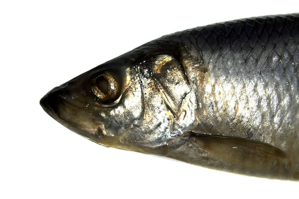 Fish isolated on white background — Stock Photo, Image