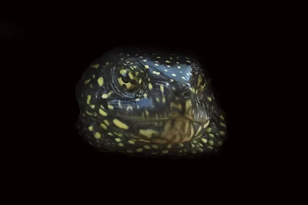 Kaplumbağa siyah arkaplanda izole edildi — Stok fotoğraf