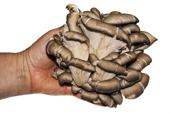 在白色背景下分离的牡蛎蘑菇 — 图库照片