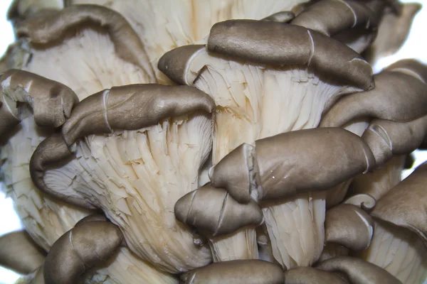 Oyster mushrooms isolated on white background — Stock Photo, Image