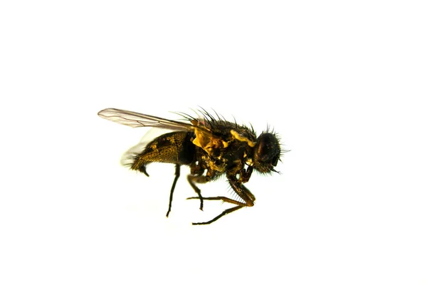 Fly изолированы на белом фоне — стоковое фото