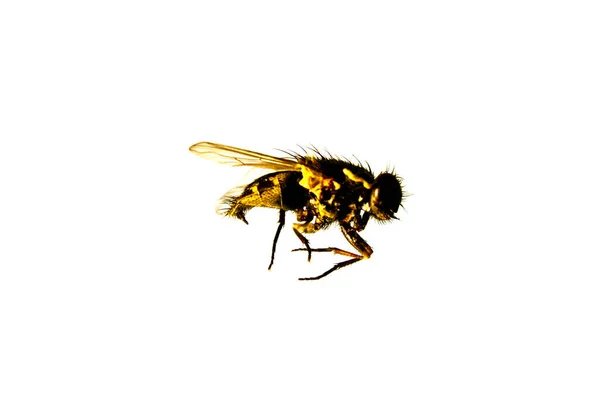 Beyaz arkaplanda izole edilmiş sinek — Stok fotoğraf