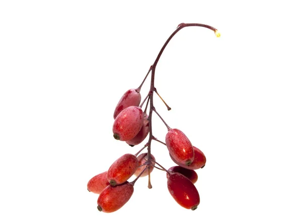 Дикие ягоды на белом фоне — стоковое фото