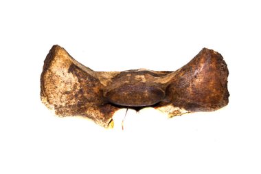 Kemikler beyaz arkaplanda izole