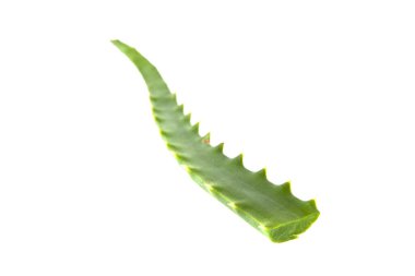 Beyaz arka plan üzerinde izole aloe yaprak