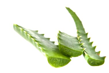 Beyaz arka plan üzerinde izole aloe yaprak