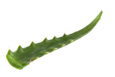 Beyaz arka plan üzerinde izole aloe yaprak