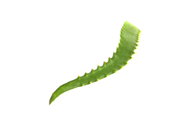 흰색 배경에 고립 된 알로에 잎 — 스톡 사진