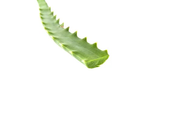 アロエの葉の白い背景で隔離 — ストック写真