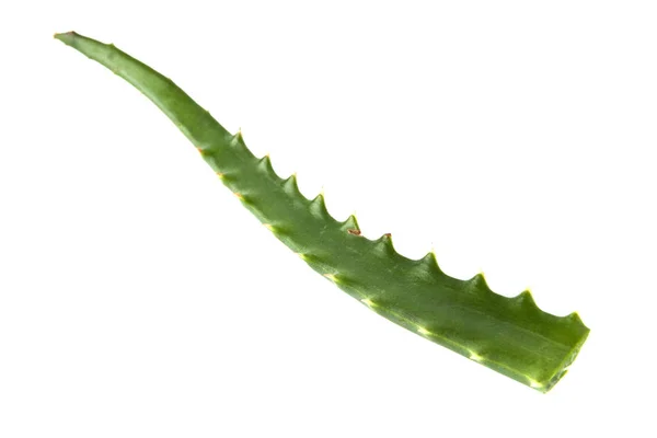 Aloe leaf isolerad på vit bakgrund — Stockfoto