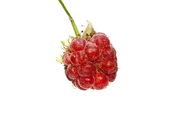 Raspberry diisolasi pada latar belakang putih — Stok Foto