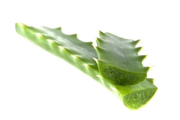 Aloe Blatt isoliert auf weißem Hintergrund — Stockfoto