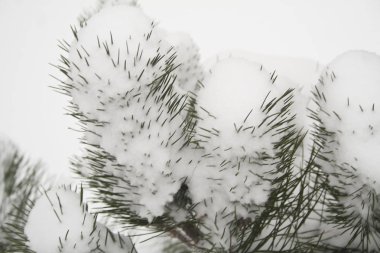 Beyaz arkaplanda izole edilmiş noel ağacı