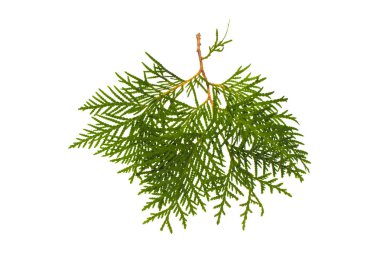 thuya beyaz arka planda izole