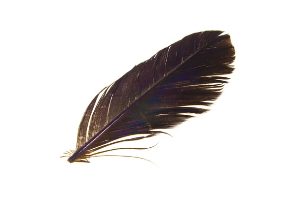 Пташине перо ізольовано на білому тлі — стокове фото