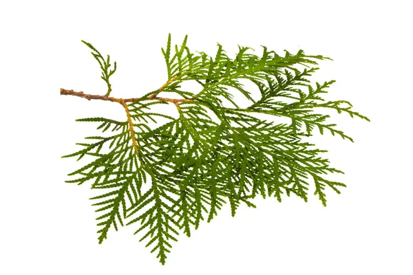 Thuja isoliert auf weißem Hintergrund — Stockfoto