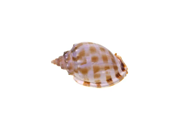 Shell isolated on white background — Stock Photo, Image