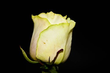 Beyaz arkaplanda izole çiçekler