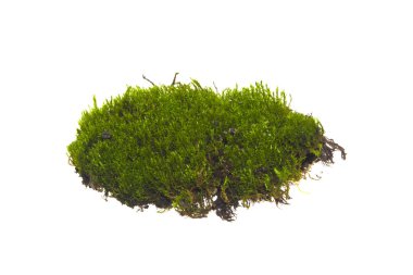 Beyaz arkaplanda yosun izole edildi