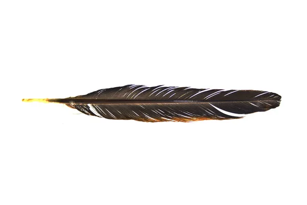 Chicken feather isolated on white background — Stock Photo, Image